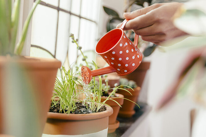 8 растений, которые будут расточать по вашему дому неповторимый аромат