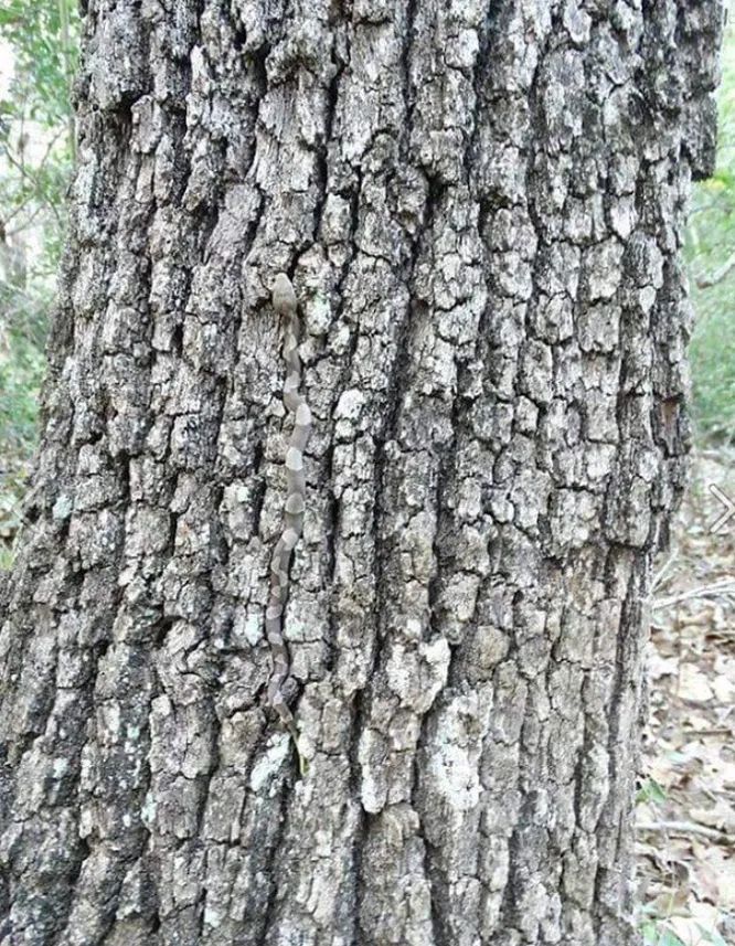 Увидели спрятавшуюся змею?