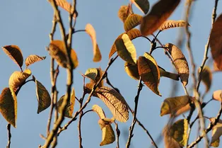 На этой картинке среди пожухлых листьев изображена птичка-невеличка, однако никто не может найти ее за 5 секунд. Проверьте, вдруг у вас получится