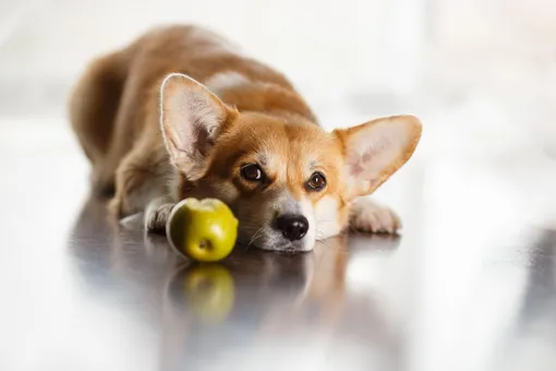 Собака с яблоками