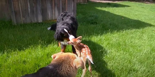 Собаки заботятся об олененке