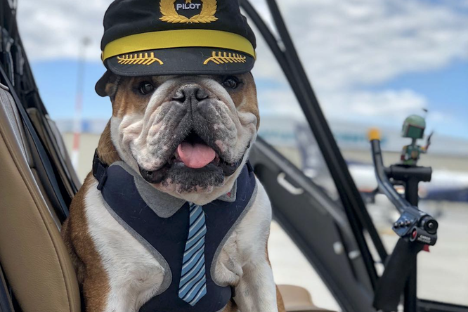 Знакомьтесь — собака-пилот, которая облетела весь мир