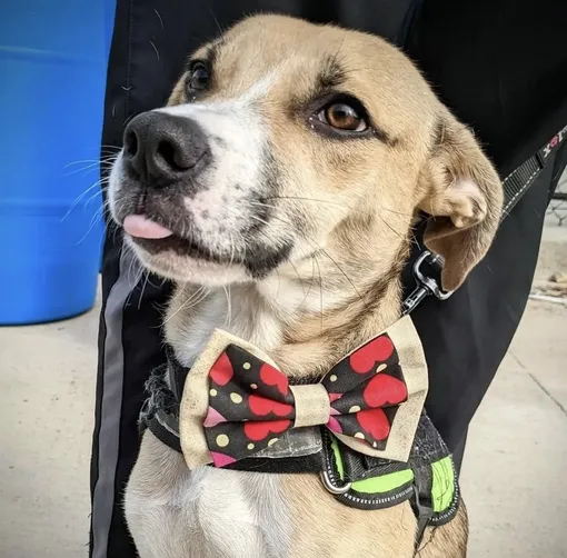 Собака в галстуке-бабочке