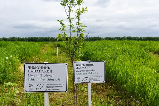 На чистейшей земле органической фермы уже растут ингредиенты для будущих средств Natura Siberica: лимонник, боярышник, роза, аралия и другие