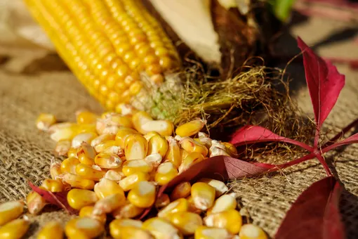 Может ли наш организм переварить кукурузу