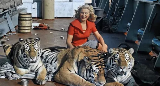 Маргарита Назарова с тиграми