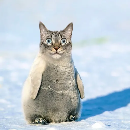 Коты везде Коты везде