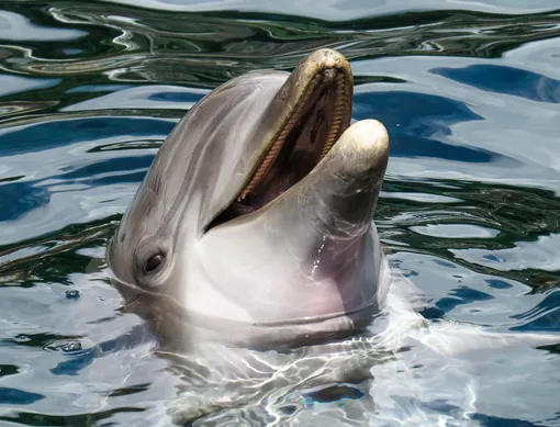 Дельфин во сне к жениху