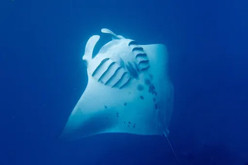 Мальдивский бутик-курорт Milaidhoo Island Maldives Мальдивский бутик-курорт Milaidhoo Island Maldives