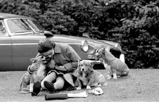 Королева Елизавета с щенками корги, 1973 год