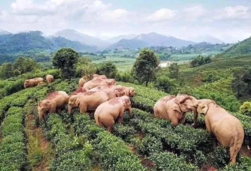 Слоны на китайской ферме
