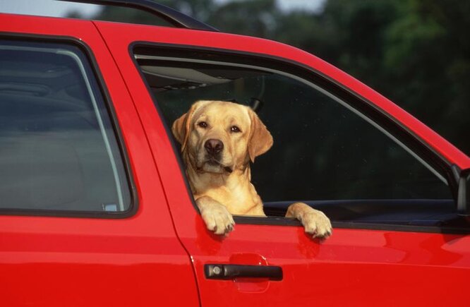 Как успокоить собаку в машине