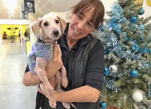 Бабушка связала свитеры для бездомных собак