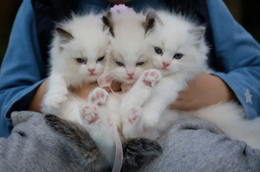 Кошачьи инстинкты Кошачьи инстинкты