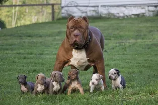 Только взгляните на самого большого питбуля в мире — он продолжает расти