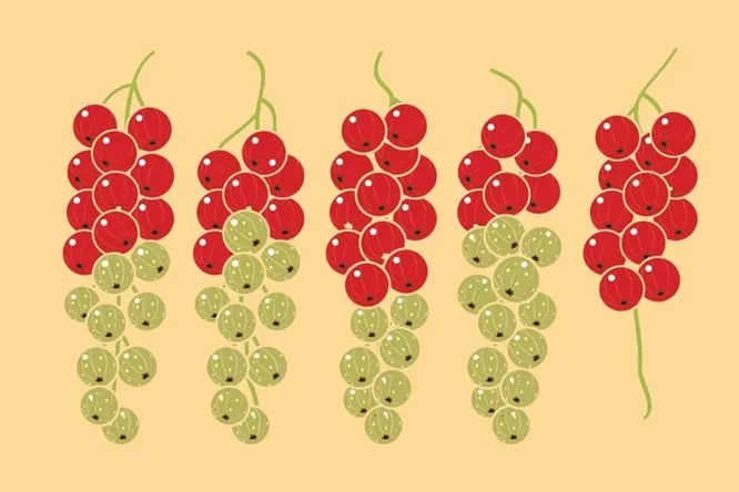 Сколько незрелых ягод должно быть на последней ветке?
