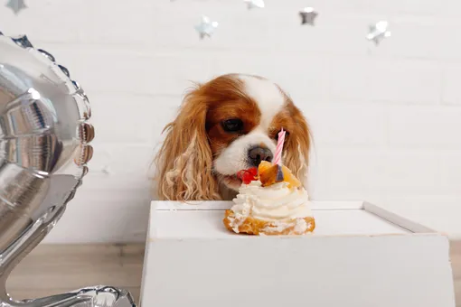 Собака с пирожным