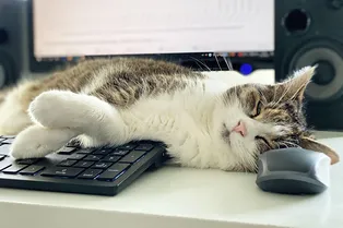 Мяу-компенсация: почему японская компания платит сотрудникам за котят на рабочем столе