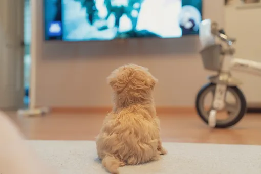 Собака смотрит телевизор