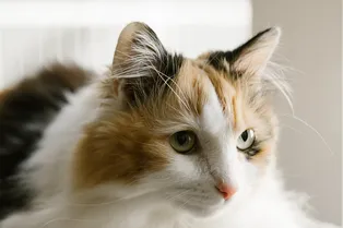 Почему ваша кошка поворачивается к вашему лицу задом?